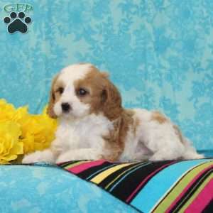 Lucky, Forever Puppy